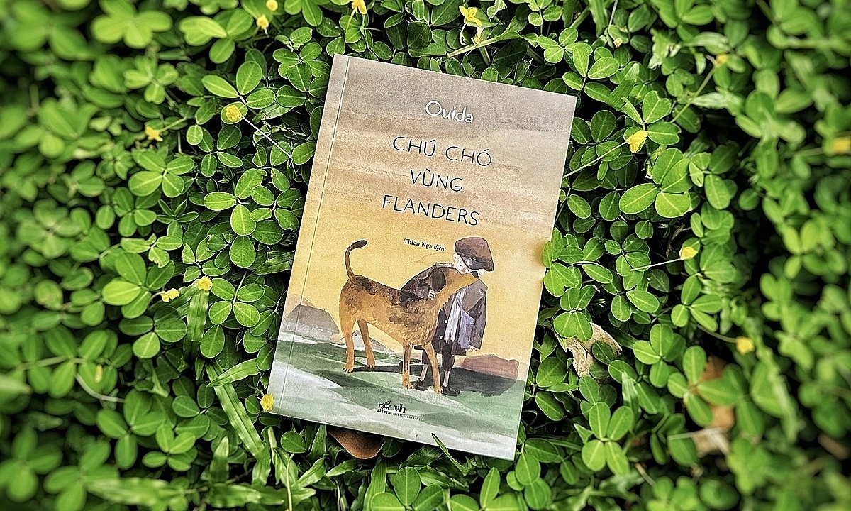 ‘Chú chó vùng Flanders’ hồn nhiên vượt nghịch cảnh - hình ảnh - vipqq88.com